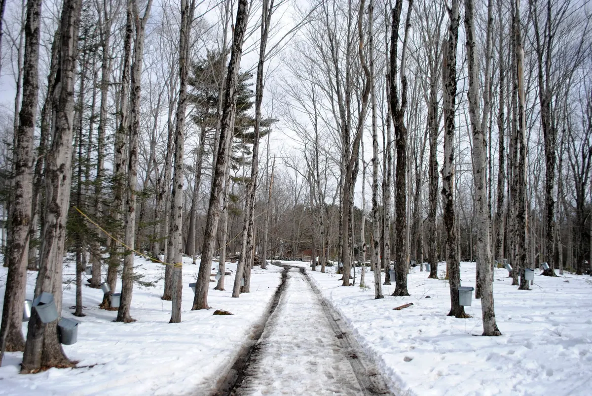 The History of Maple Syrup in North America: Indigenous Knowledge to Modern Sugarhouses
