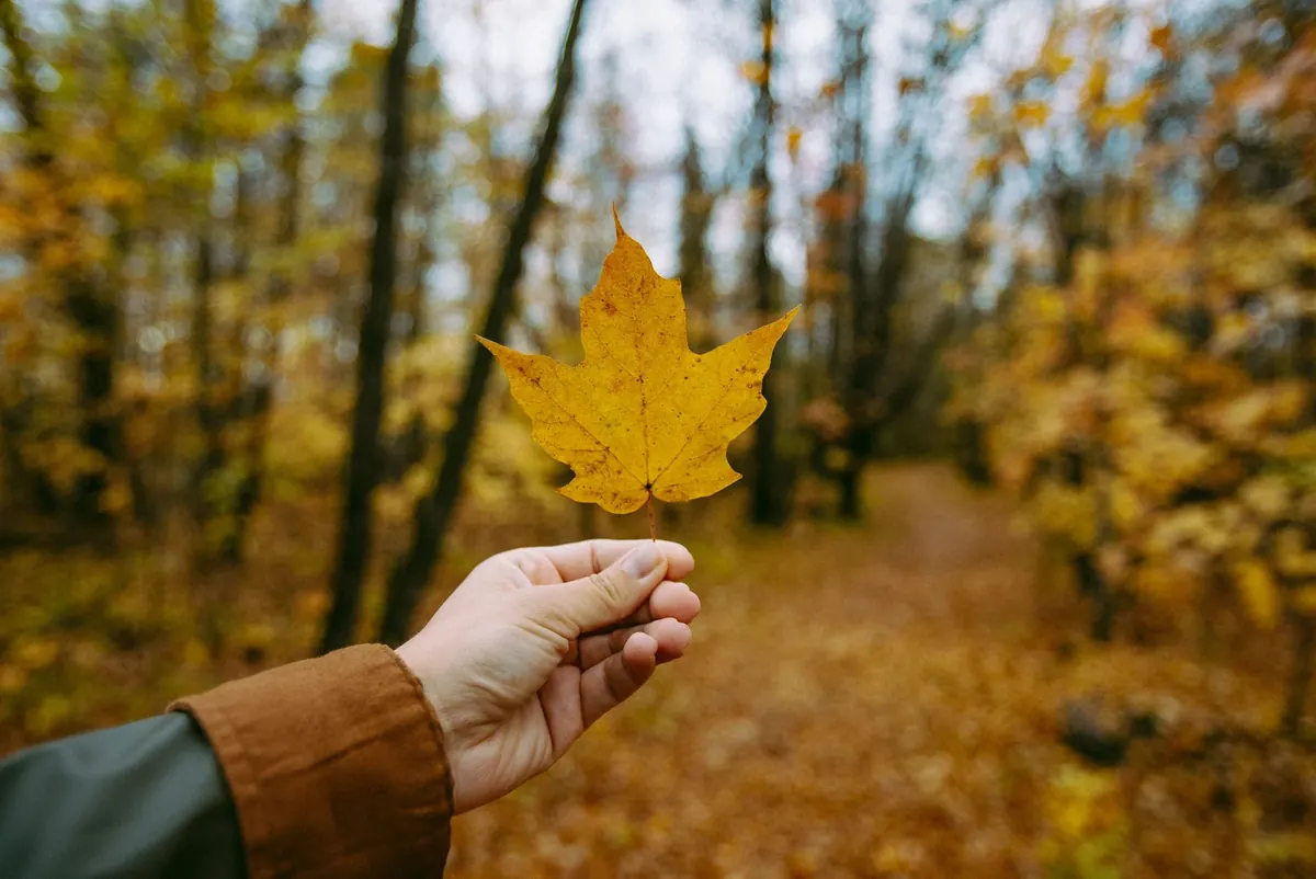 Visiting a Maple Farm in Spring: What to Expect, Ask, and Buy